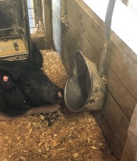 Pig drinking.jpg